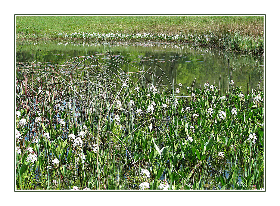 Weiherchen im Flachmoor