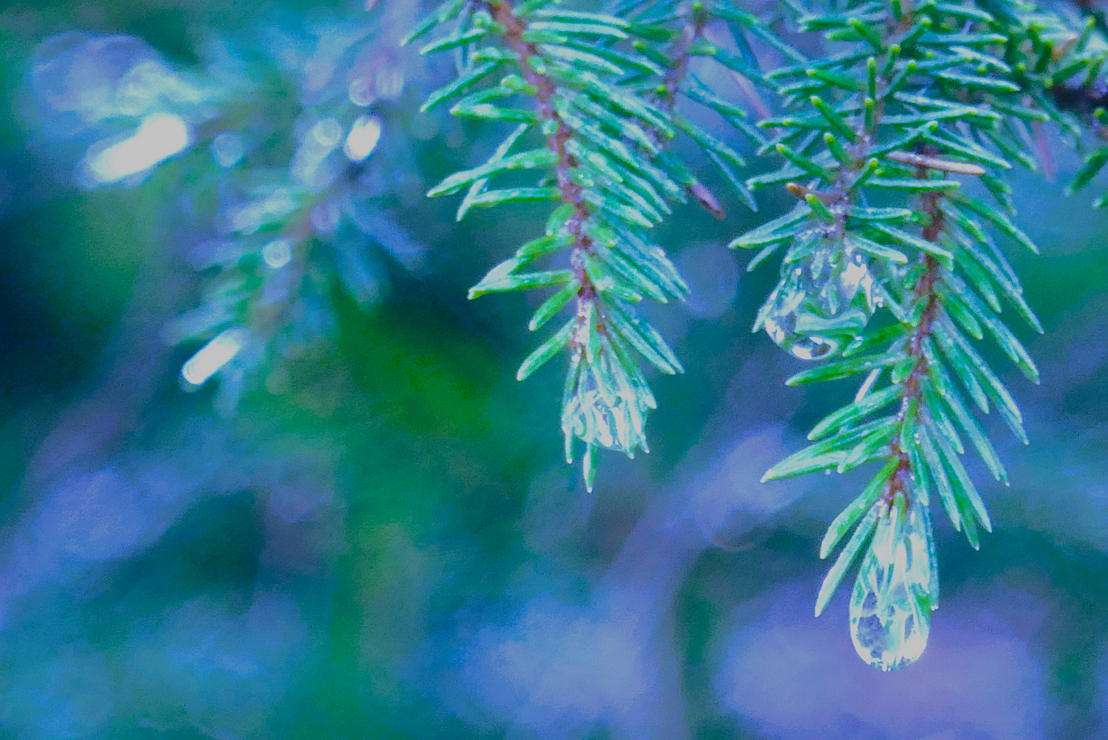 Weihnachsbaum mit Tränen