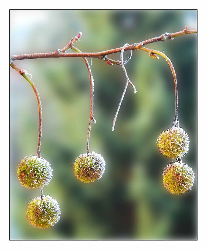 Weihnachstbaum