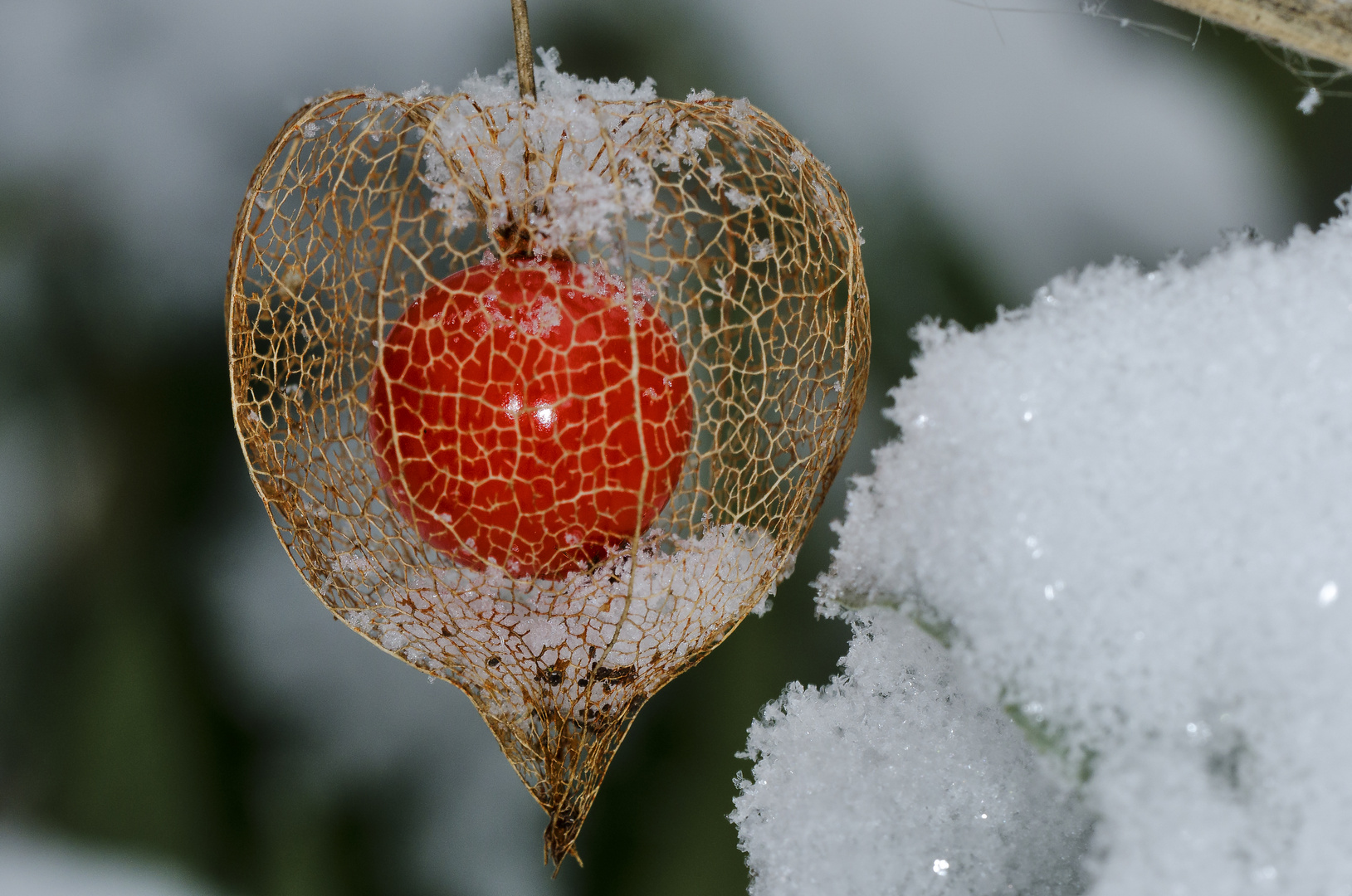 Weihnachstschmuck im Garten