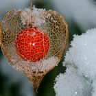 Weihnachstschmuck im Garten