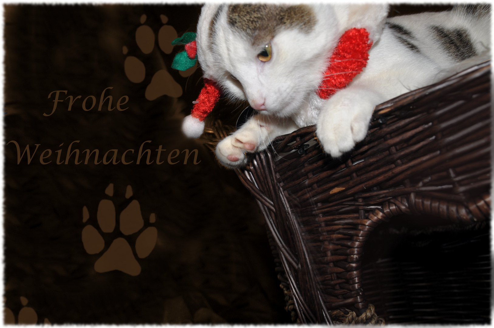 Weihnacht s Kater