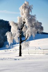 Weihnachten 2011