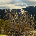 Weihnachten auf Sardinien / Natale in Sardegna (4)