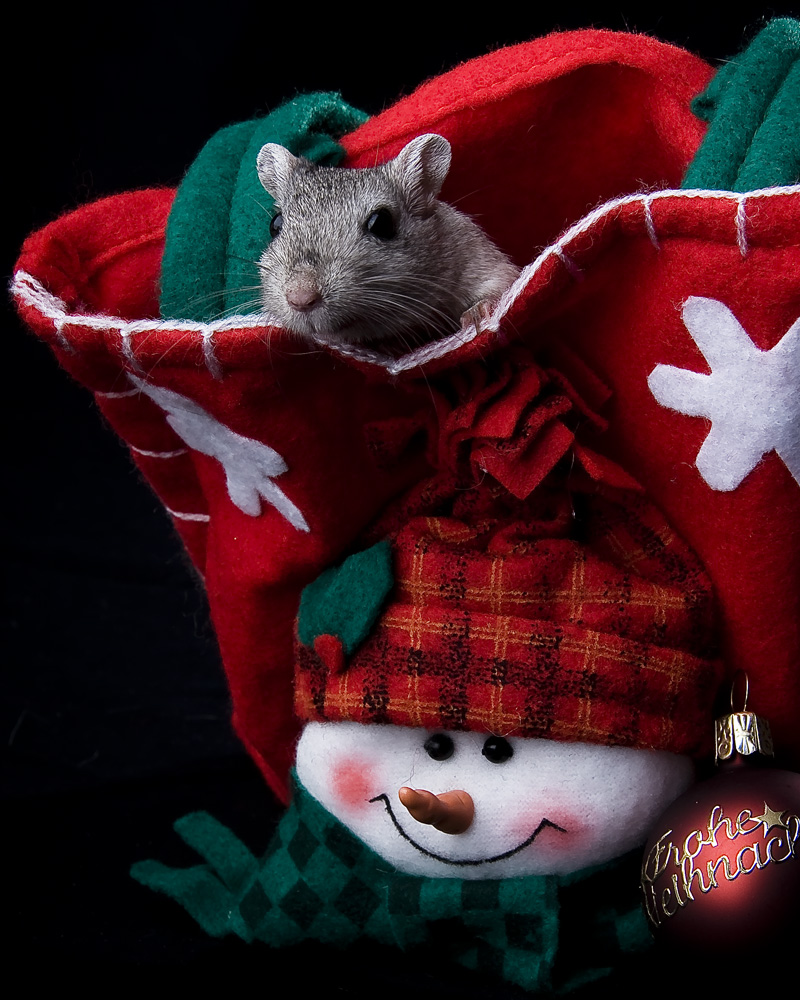 Weihnachten Bei Familie Maus Wie Keine Geschenke Foto Bild Tiere Haustiere Nagetiere Kaninchen Bilder Auf Fotocommunity