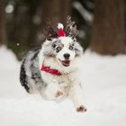 Weihnachten fällt ins Wasser ....