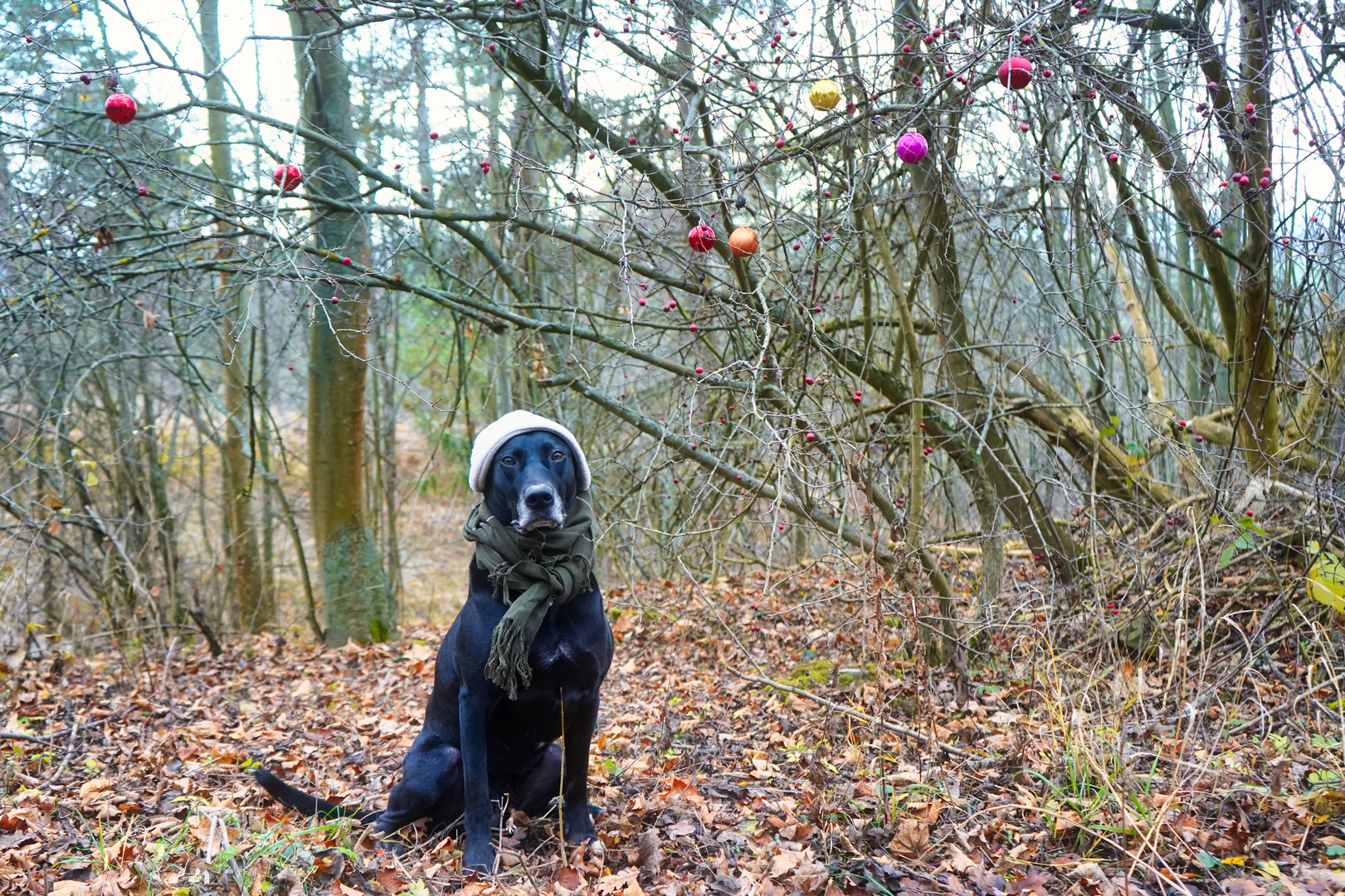 Weihnachten fetzt....