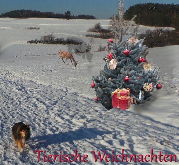  Weihnachten für die Tiere