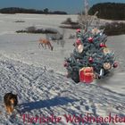  Weihnachten für die Tiere