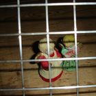 Weihnachten hinter Gittern