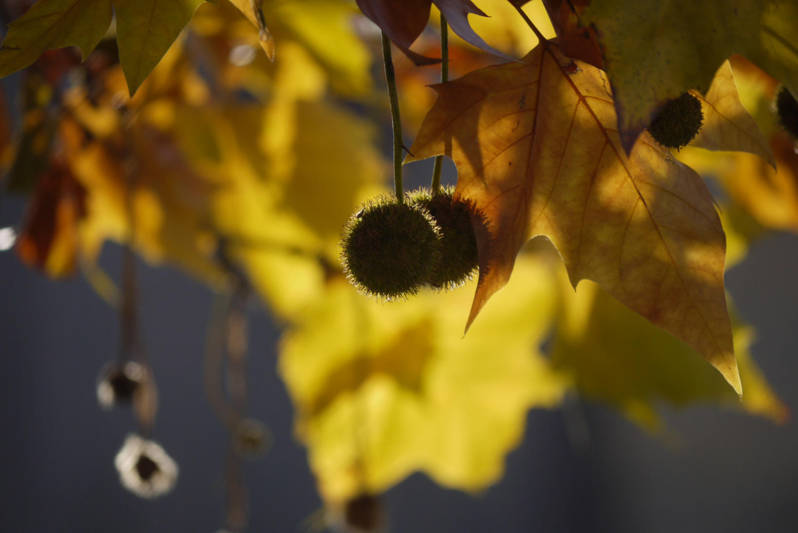 Weihnachten im Herbst