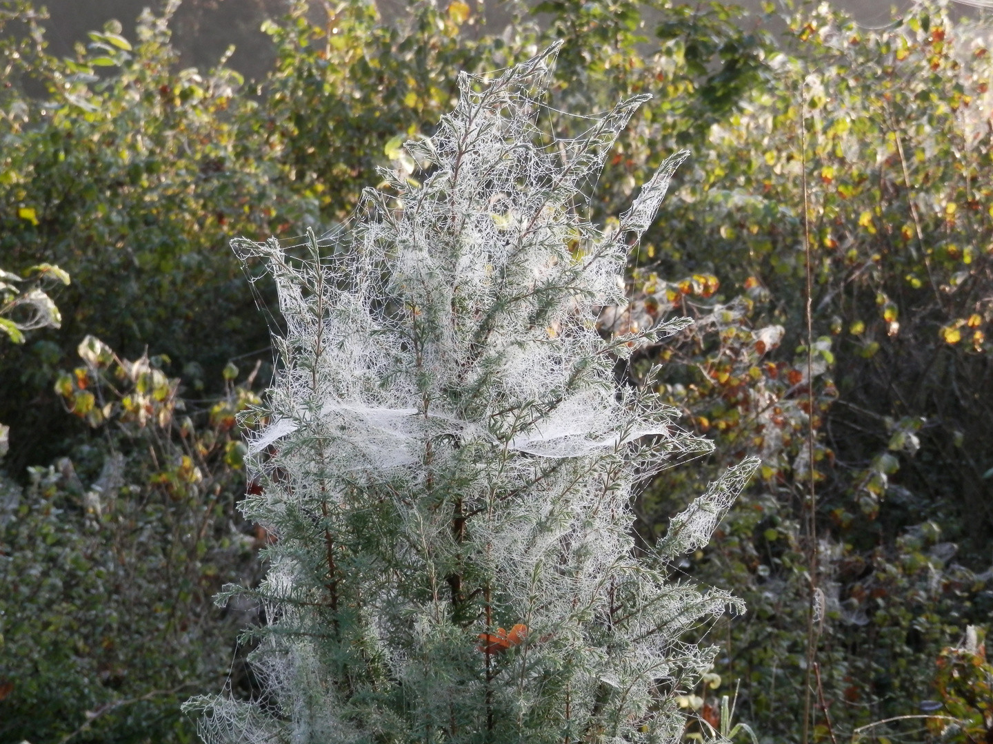 Weihnachten im Herbst?