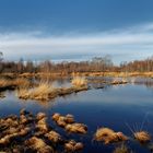 Weihnachten im Moor