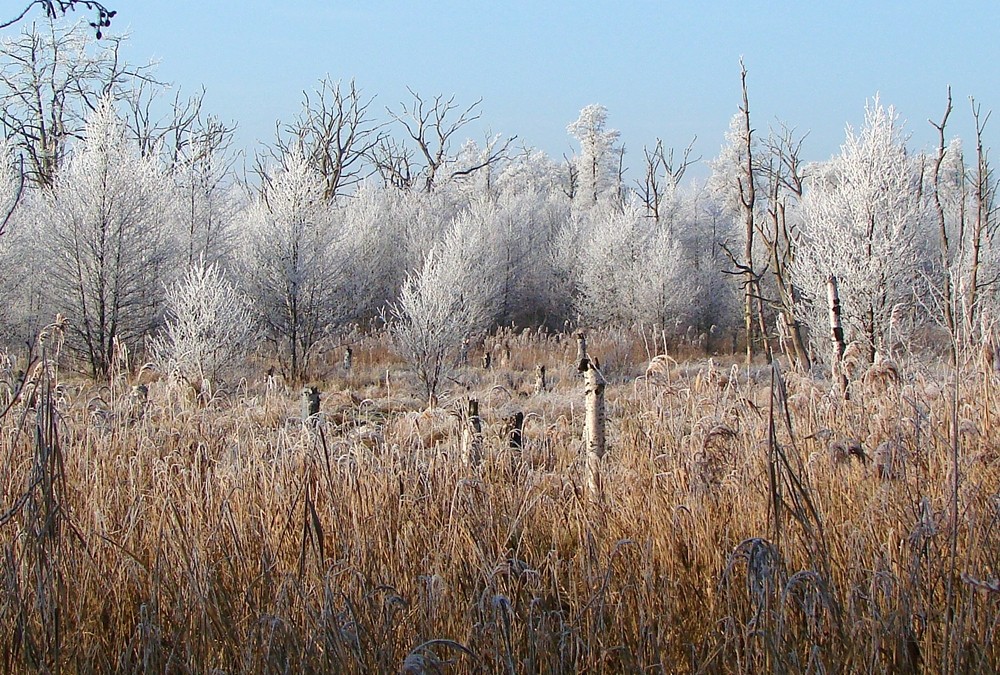 Weihnachten im Müritz-Nationalpark (1)