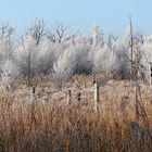 Weihnachten im Müritz-Nationalpark (1)