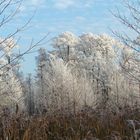 Weihnachten im Müritz-Nationalpark (2)