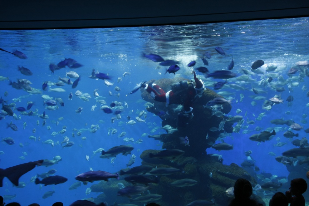 Weihnachten im Palma Aquarium