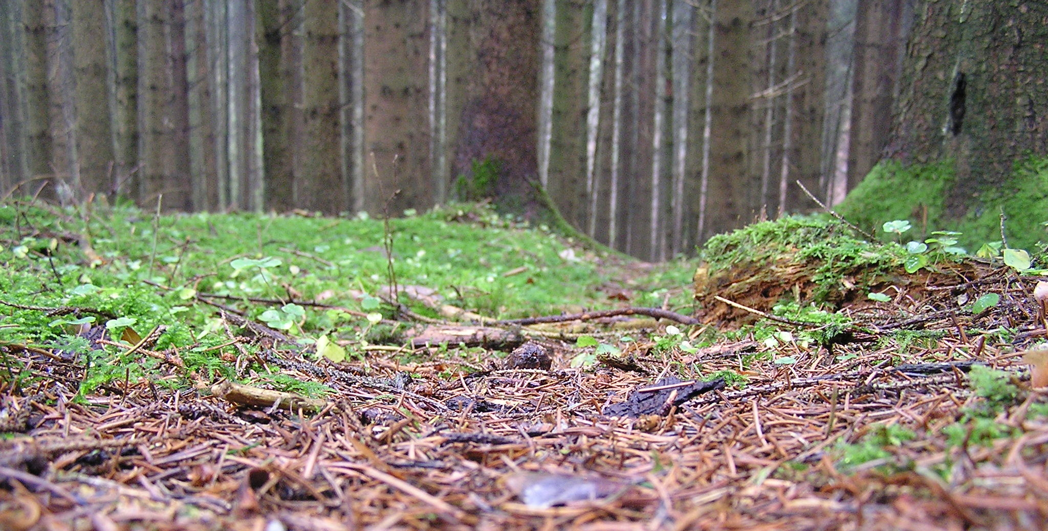 Weihnachten im Schnee II.