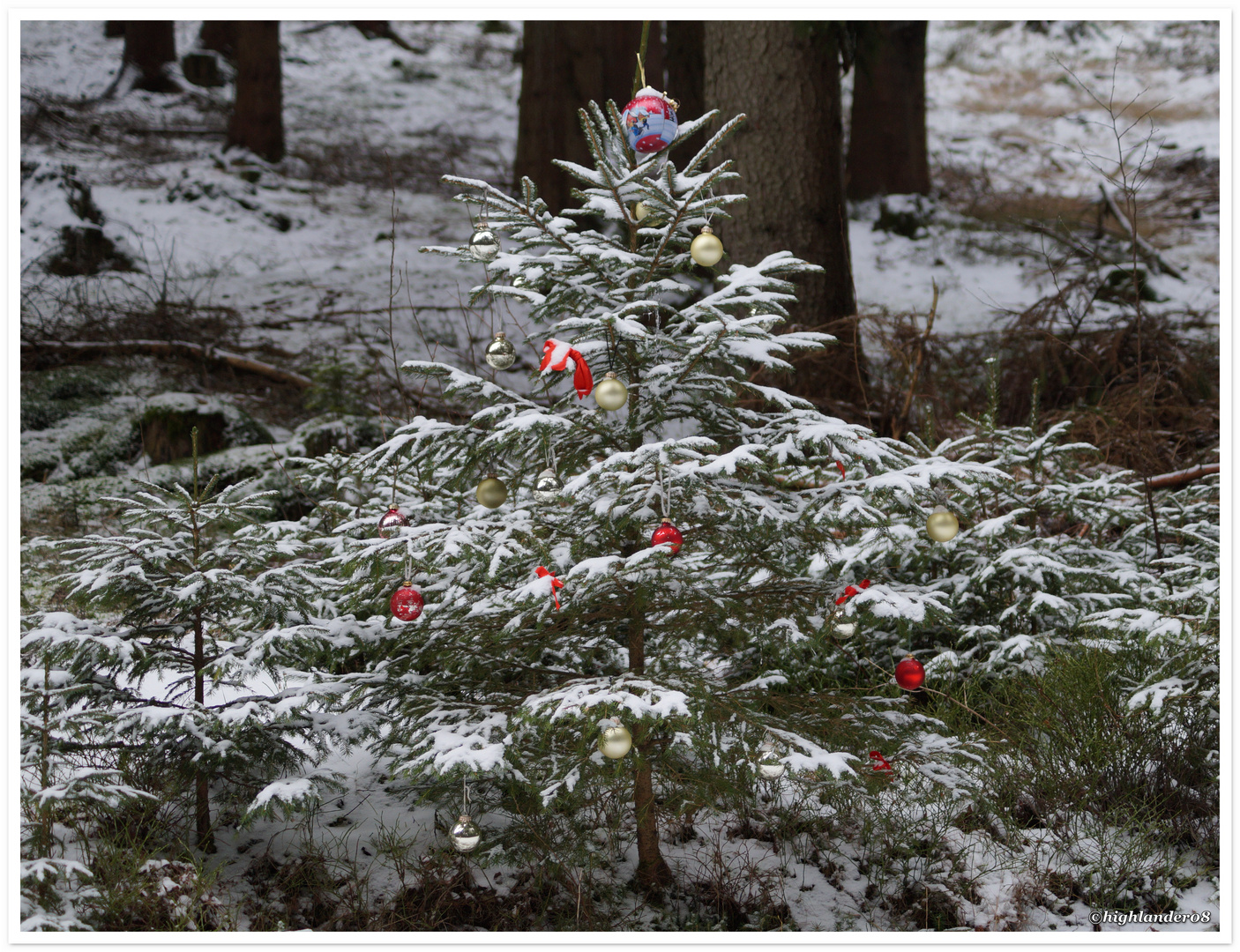 Weihnachten im Wald 1,