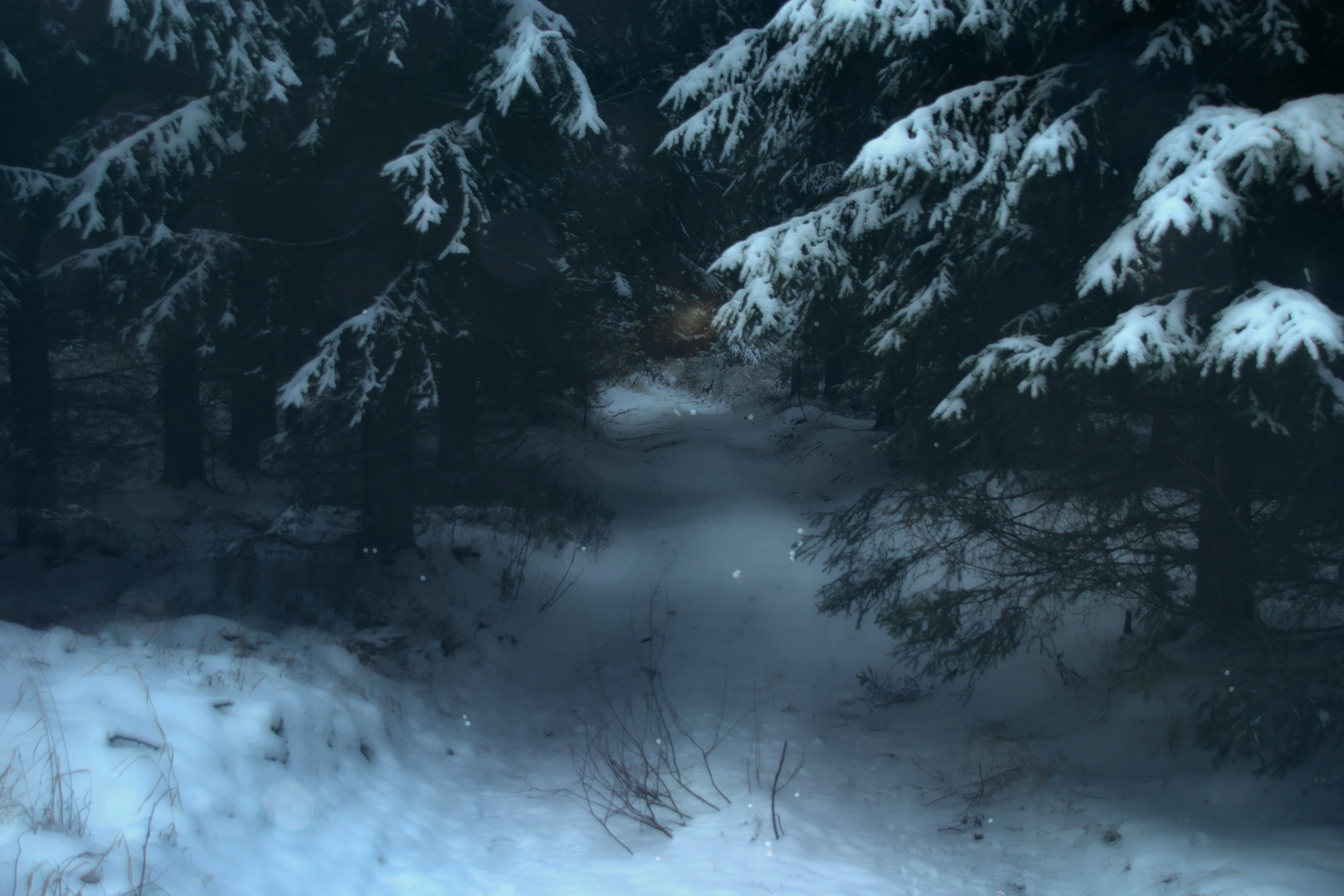 Weihnachten im Wald