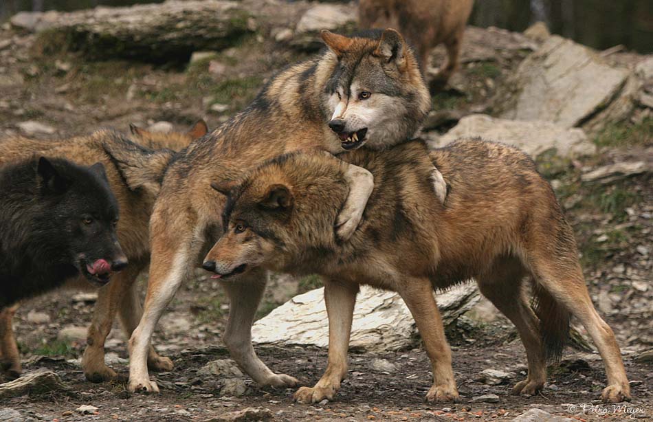 Weihnachten im Wolfsrudel....