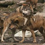 Weihnachten im Wolfsrudel....