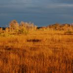 Weihnachten in den Everglades (2)