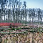 Weihnachten in der Siegaue 