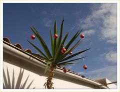 Weihnachten in der Sonne