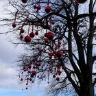 Weihnachten in Konstanz 