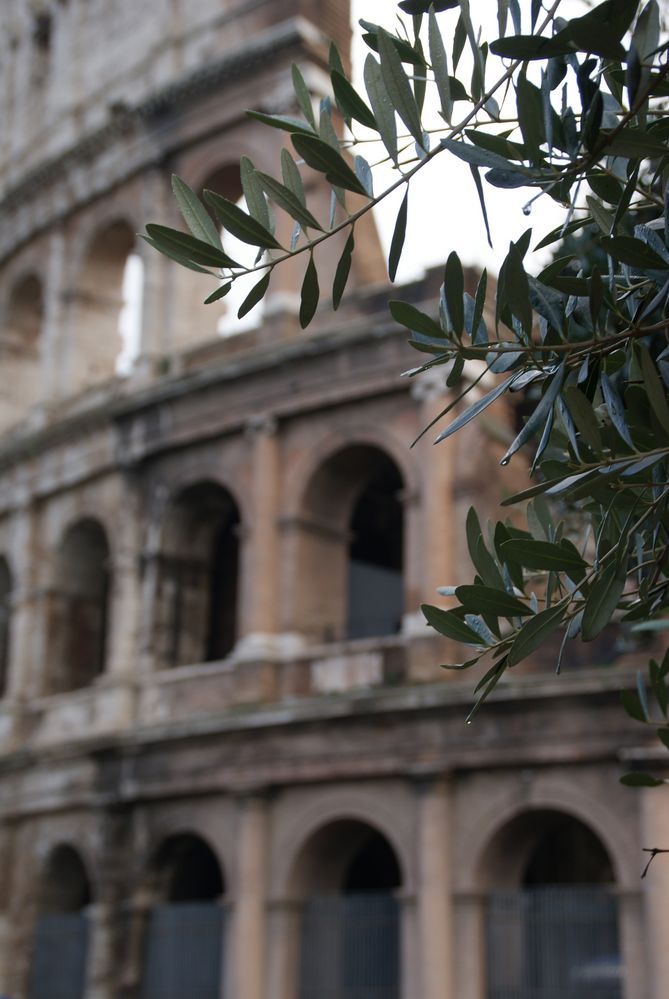Weihnachten in Rom (7) - Immergrün
