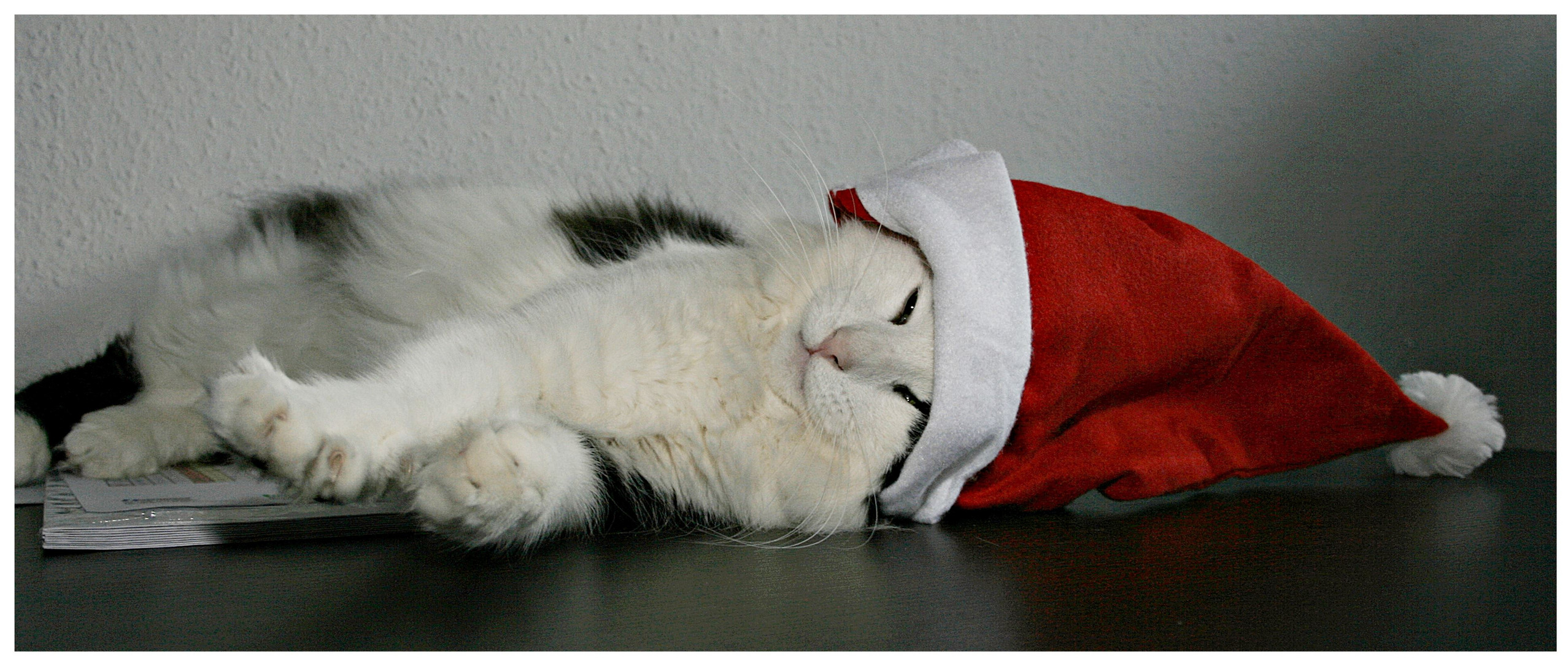 Weihnachten ist voll blöd :-))))) Foto & Bild | tiere, haustiere