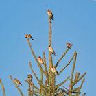 Weihnachten kann kommen - der Baum ist geschmückt