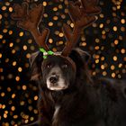 Weihnachten mit Hund