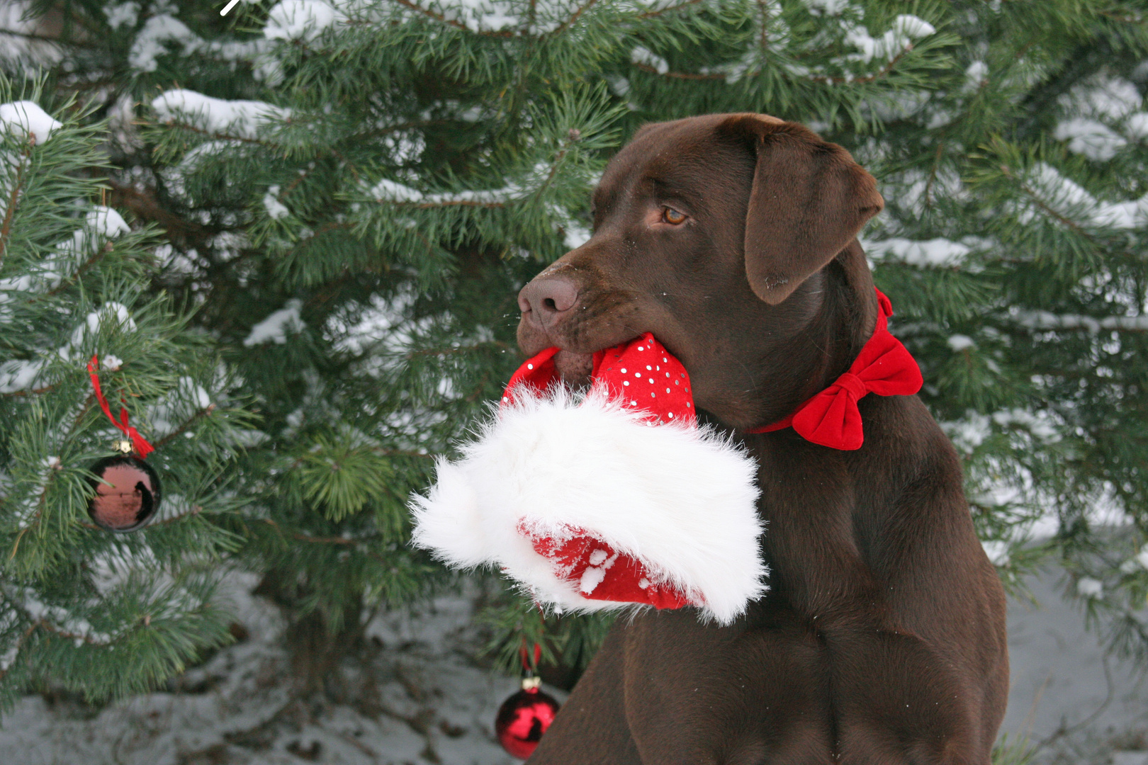 Weihnachten naht&hellip;. Foto &amp; Bild tiere, haustiere, hunde Bilder auf