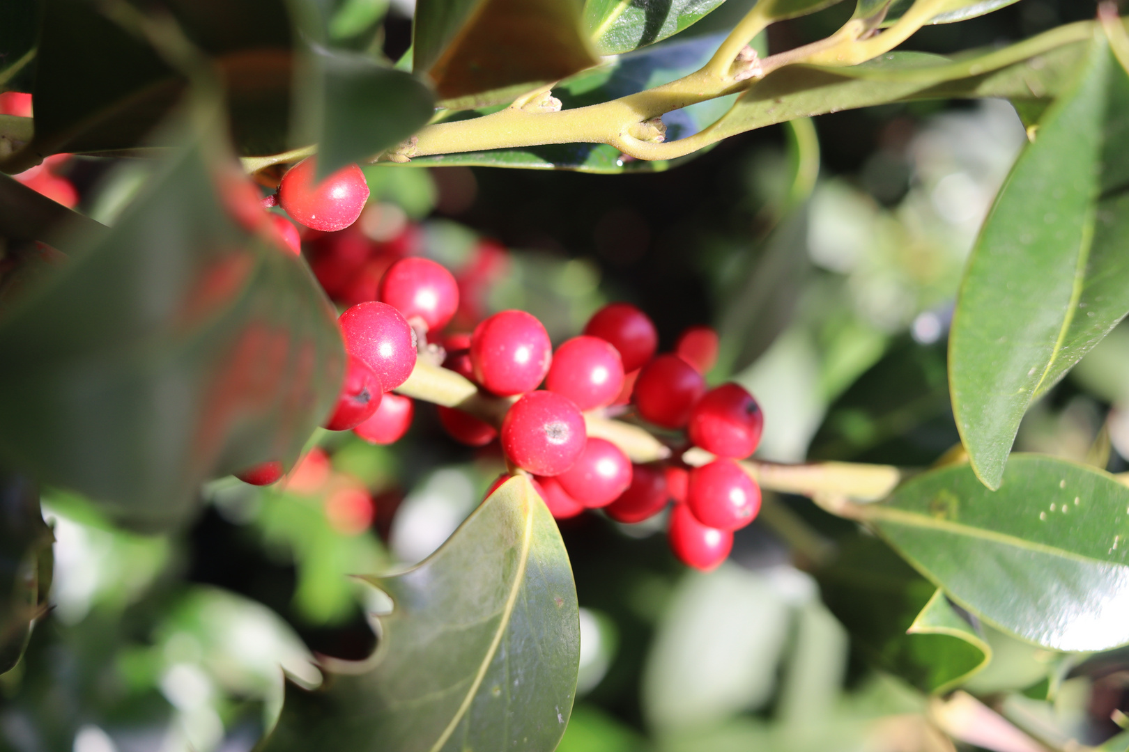 Weihnachten steht vor der Tür