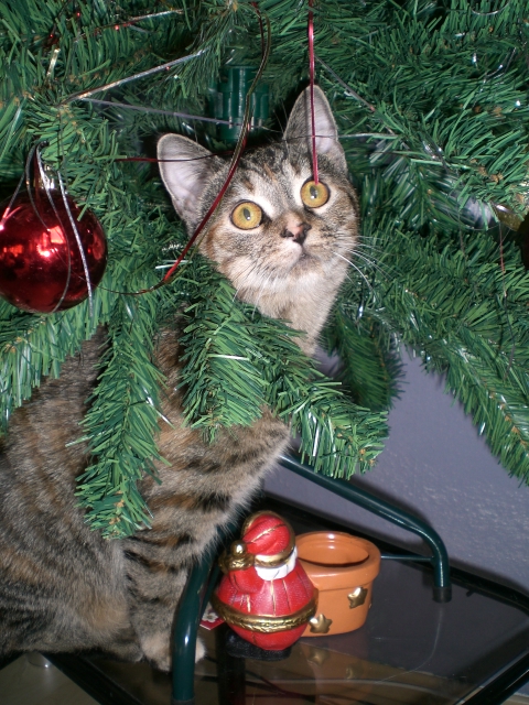 Weihnachten und meine Katze