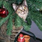 Weihnachten und meine Katze