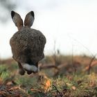 Weihnachten vorbei, Osterhase am Start