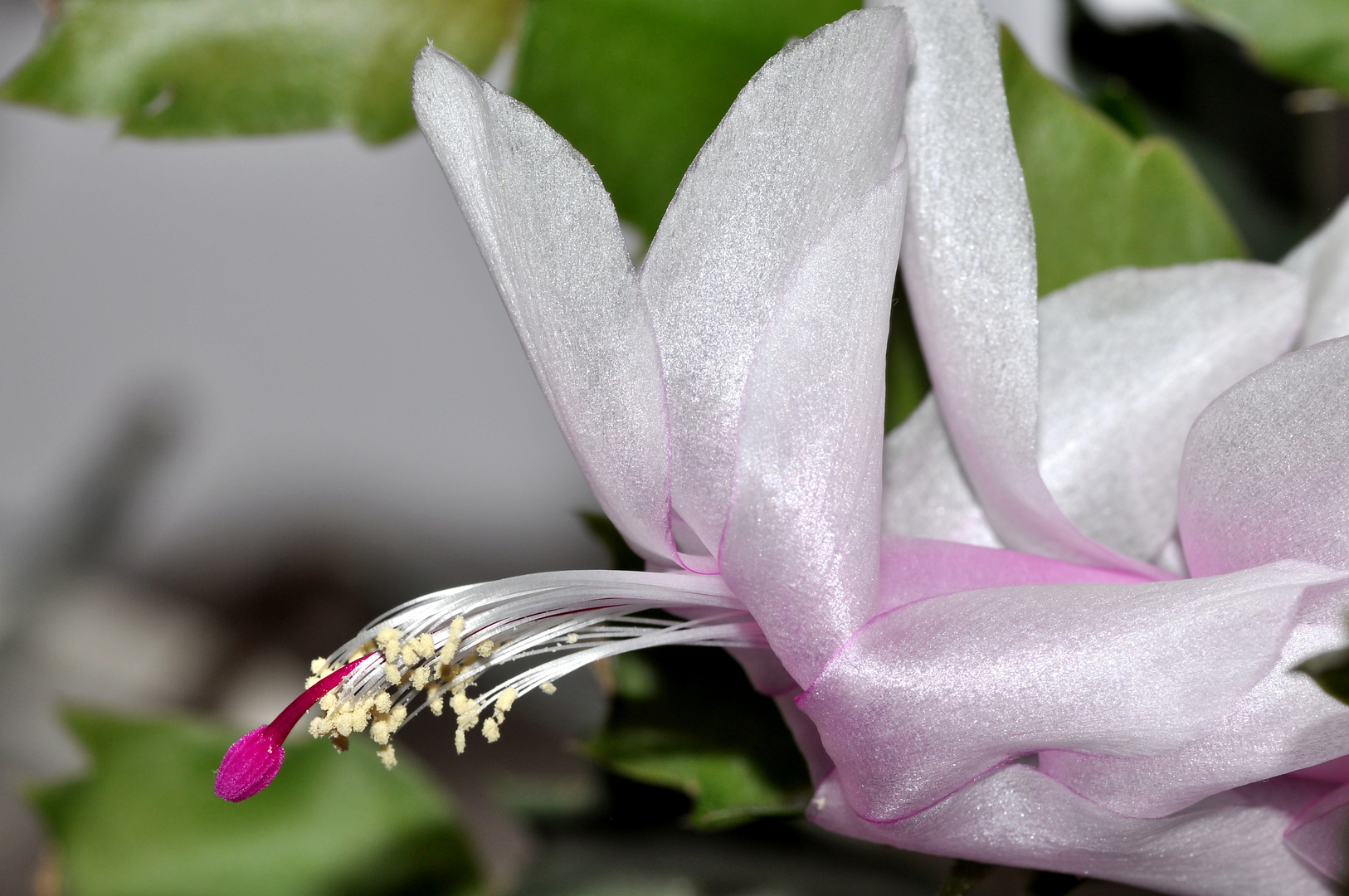 weihnachtkaktusblüte