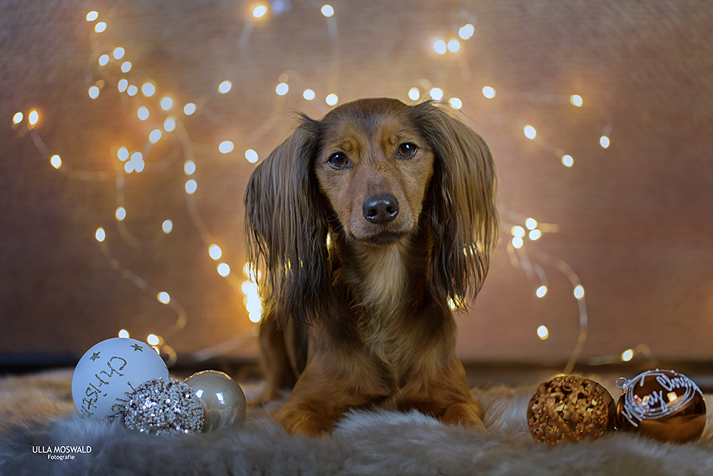 ...weihnachtlich gestimmt...