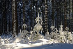 Weihnachtlich glänzet der Wald