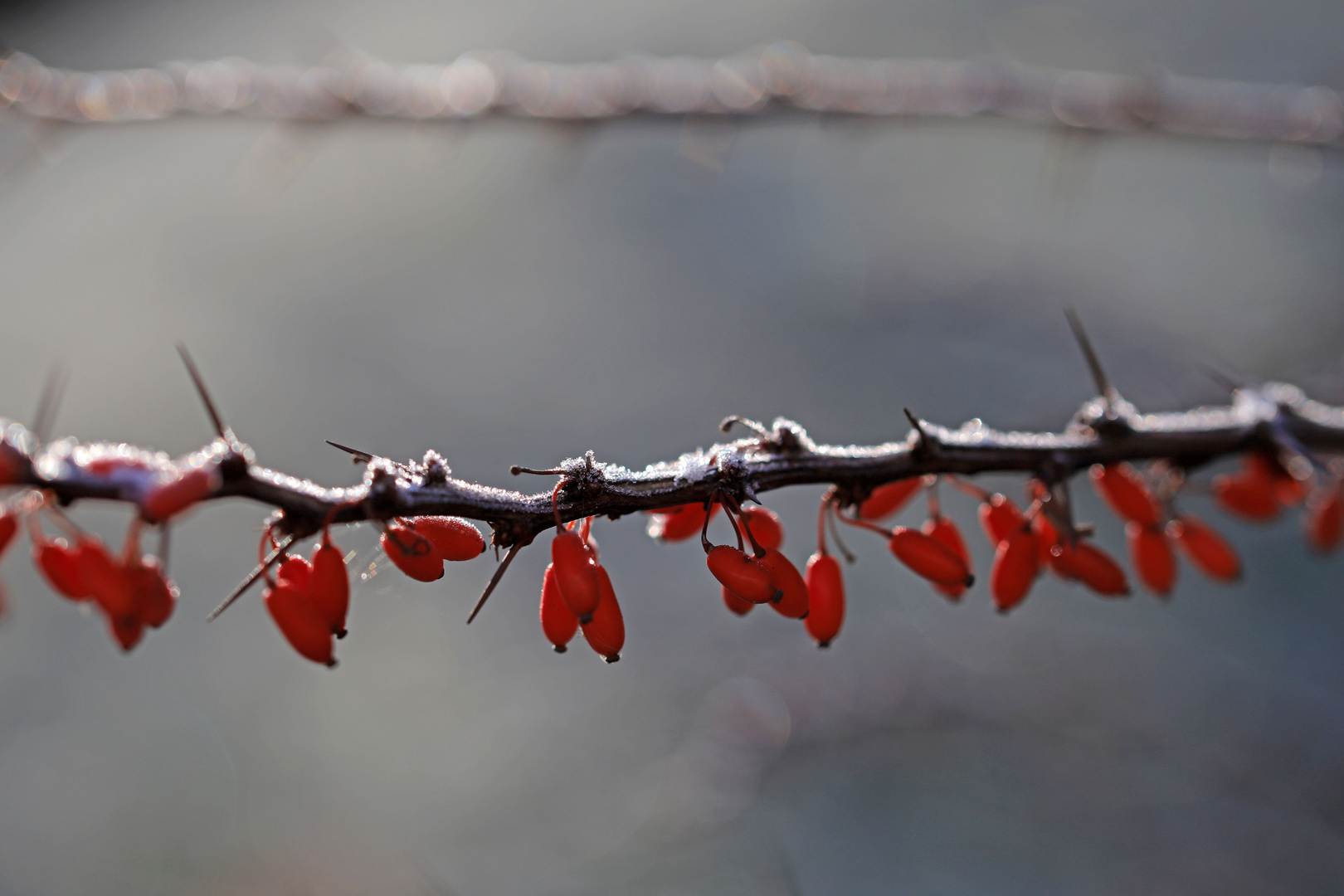 Weihnachtliche Beeren