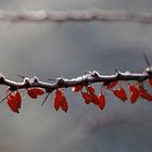 Weihnachtliche Beeren