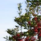 weihnachtliche Inspiration