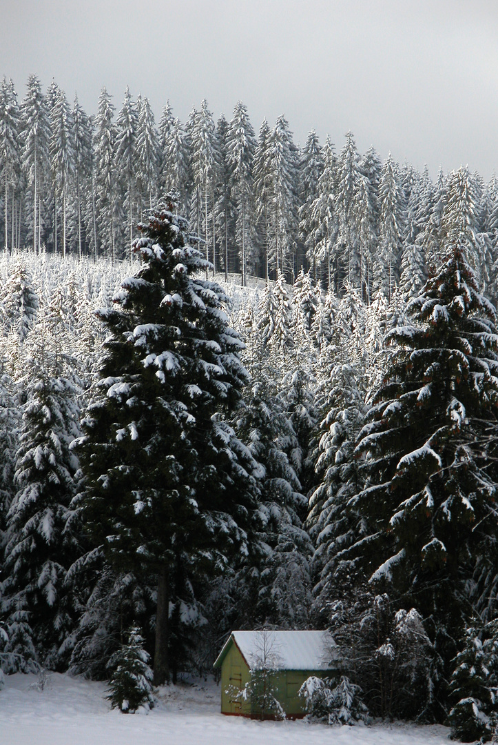 Weihnachtlicher Wald