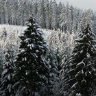 Weihnachtlicher Wald