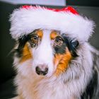 Weihnachts-Aussie