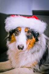 Weihnachts-Aussie