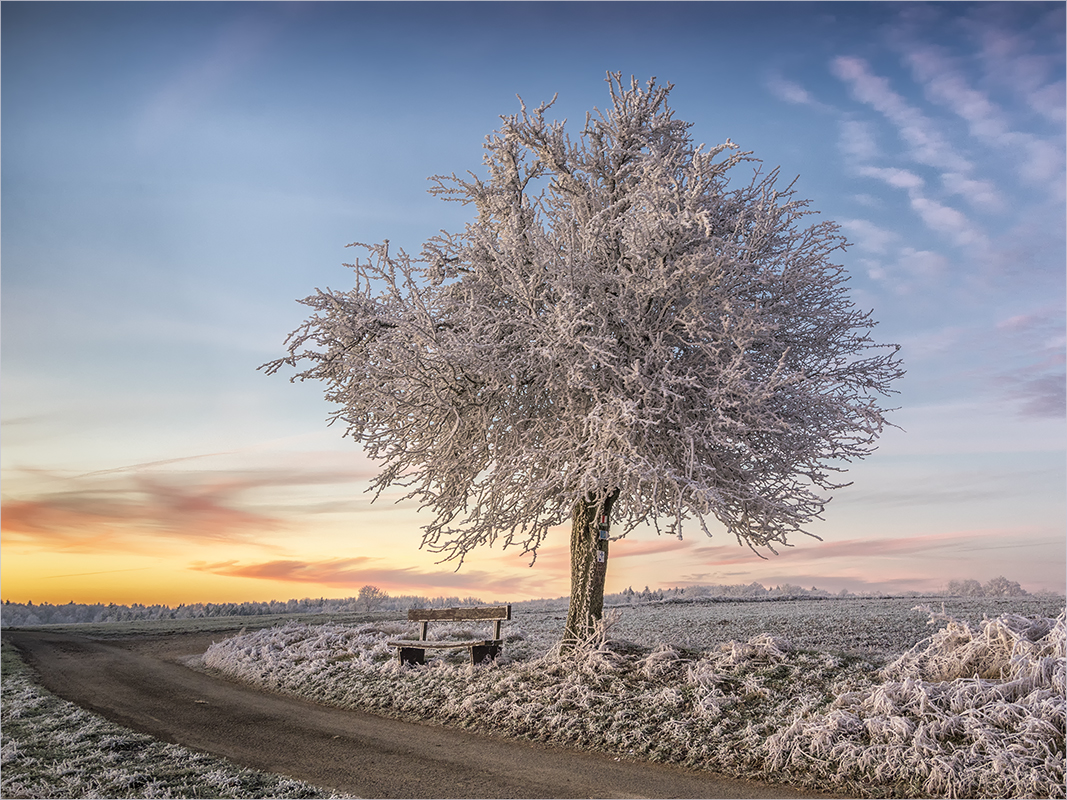 weihnachts-baum